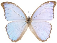 Butterfly08_AS.jpg